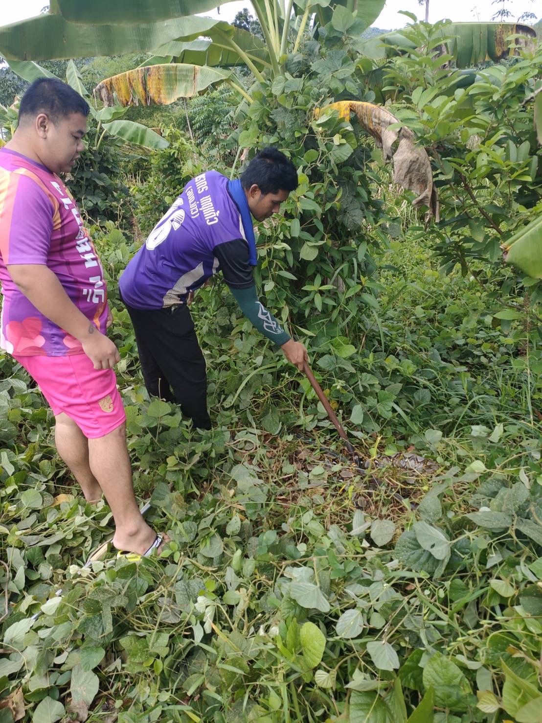 งานป้องกันและบรรเทาสาธารณภัย อบต.ป่าแก่บ่อหิน จับงู🐍